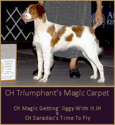 CH Triumphant's Magic Carpet